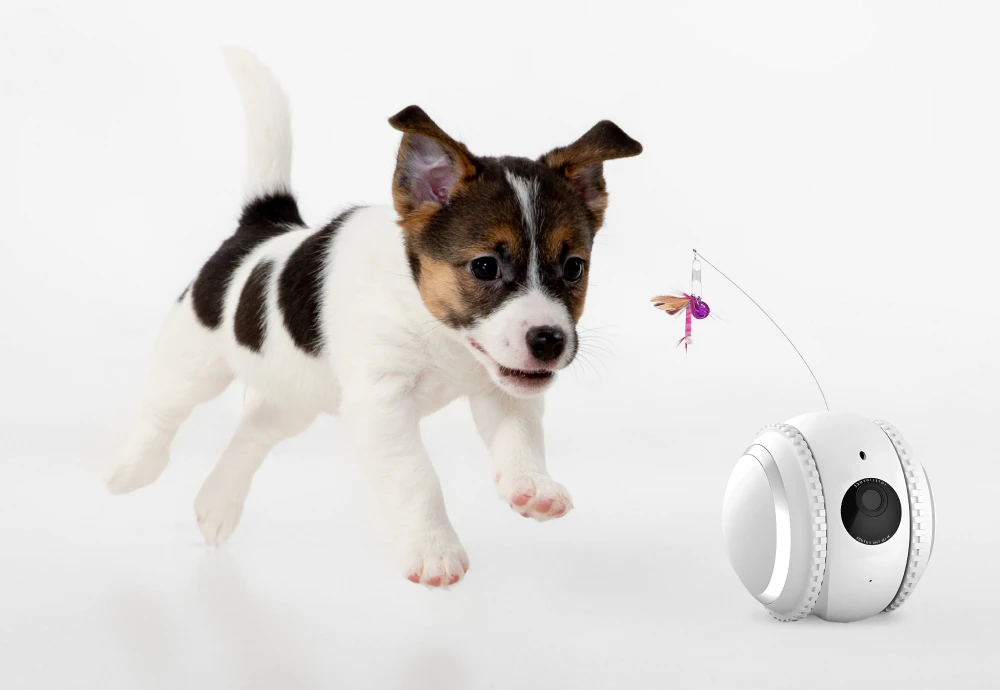 camera to watch pets at home